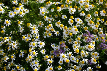 Ox eye daisy blooming in the sunshine