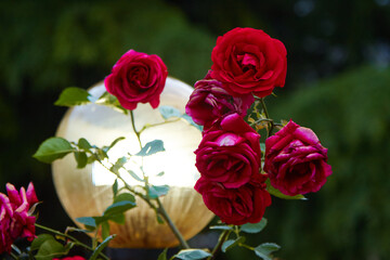 Close-up of branch of red roses against warm light of round garden lamp at dusk. Nature, parks concept
