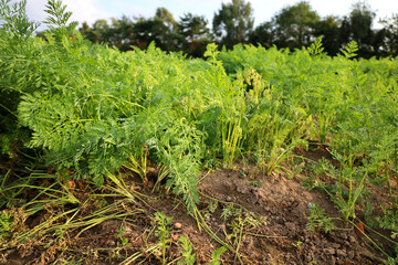 Carrots growing in the sunshine 