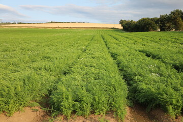 Carrots growing in a field in Scotland, UK