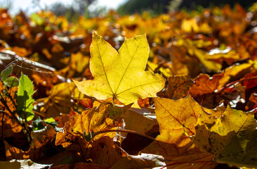 Close-up Fallen dry Yellow leaves covered ground. Autumn park with fallen leaves. Warm autumn day.
