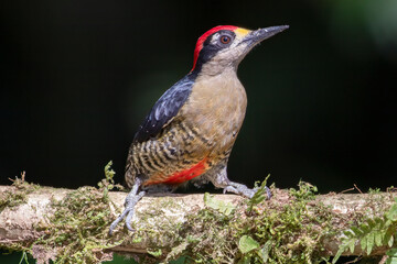 Black Cheeked Woodpecker (Melanerpes pucherani) perched on branch in Costa Rica, bird wildlife photography