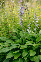 Flowers of the hosta ventricosa on the flower bed