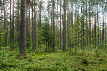 Fototapeta premium Swampy area