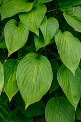 Flowers of the hosta ventricosa on the flower bed