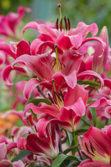 Lily flowers in close-up on a flower bed