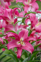 Lily flowers in close-up on a flower bed