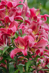 Lily flowers in close-up on a flower bed