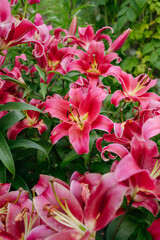 Lily flowers in close-up on a flower bed
