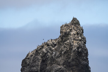 Haystack Rock with Nesting Cormorants and Common Murres, Pacific Northwest Coast