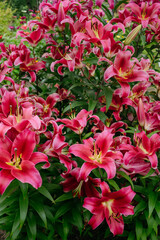 Lily flowers in close-up on a flower bed
