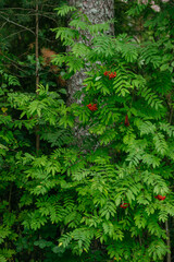 Trees and plants of deciduous forest