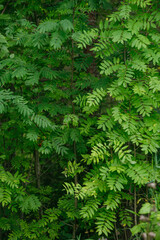 Trees and plants of deciduous forest