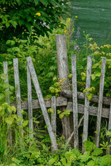 Green foliage at the old fence