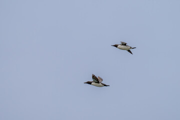 Haystack Rock with Nesting Cormorants and Common Murres, Pacific Northwest Coast