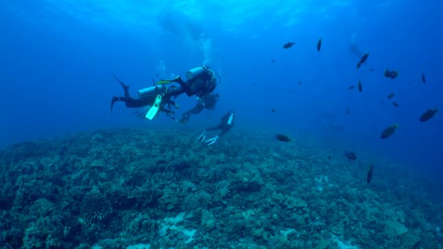 A large group of divers swim over a tropical hard coral reef at molokini crater offshore of Maui, Hawaii. Reef fish can be seen around divers.