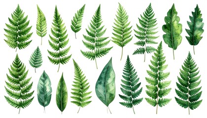 Fototapeta premium Variety of watercolor fern and leaf illustrations.