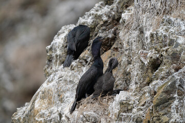 Haystack Rock with Nesting Cormorants and Common Murres, Pacific Northwest Coast