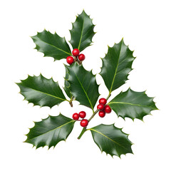 Holly Leaves and Berries PNG Transparent Background