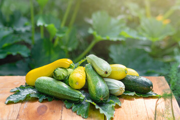 Zucchini. Beautiful natural background with colorful zucchini on the farm. Harvest