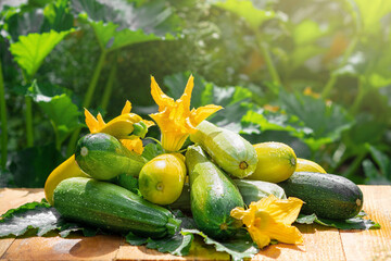 Zucchini. Beautiful natural background with colorful zucchini on the farm. Harvest