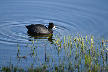 Fulica atra swimming on a pond