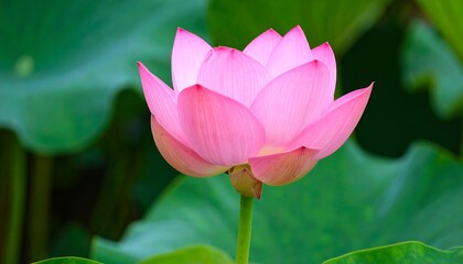 Obraz premium A vibrant, pink lotus flower blossoms beautifully against a backdrop of lush, green foliage.