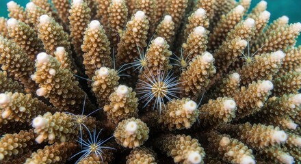 Underwater close-up of coral polyps and bright crinoid in vibrant reef ecosystem