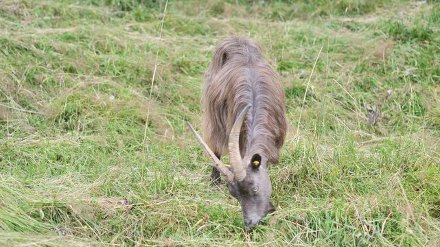 Grazing goat in Seriana valley, Bergamo, Italy