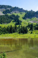 Lush Nature and Forests at Mount Rainier, Pacific Northwest