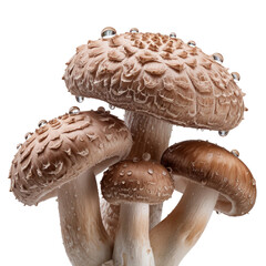 Macro closeup shiitake mushrooms isolated on transparent background