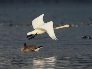 Fototapeta premium 湖を飛び立つ白鳥