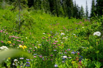 Flower Meadows on Mount Rainier, Pacific Northwest