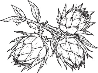 Dragon Fruit Vector