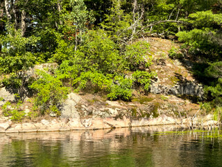 A rocky shoreline with pine trees