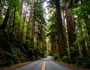 Fototapeta premium Winding road through tall redwood forest