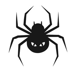 black spider isolated on white background