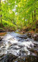 Tarn River in the commune of Lamontélarié in the South of France.
Undergrowth and green moss on rock with small waterfalls in the forest in summer.
