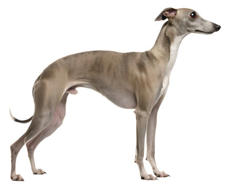 Italian Greyhound dog (Levrette) on transparent background