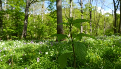 Obraz premium A vibrant green plant stands out in a meadow of wildflowers, with a background of a lush forest.