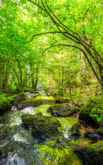 Obraz premium Tarn River in the commune of Lamontélarié in the South of France. Undergrowth and green moss on rock with small waterfalls in the forest in summer. 