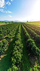 Fototapeta premium Lush green rows of trees stretching into a sunny landscape