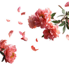 Floating Peonies A Botanical Study in Coral isolated on transparent background