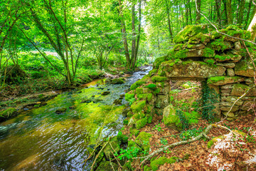 Tarn River in the commune of Lamontélarié in the South of France.
Undergrowth and green moss on rock with small waterfalls in the forest in summer.
