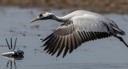 Grey crane flying over water near remote-controlled device in natural habitat