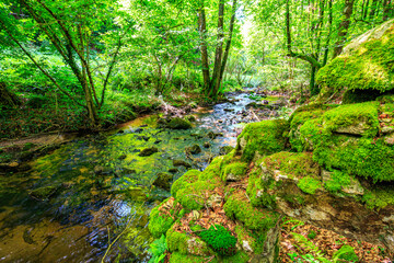 Obraz premium Tarn River in the commune of Lamontélarié in the South of France. Undergrowth and green moss on rock with small waterfalls in the forest in summer. 