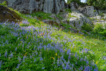 Flower Meadows on Mount Rainier, Pacific Northwest