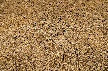 Detailed view of a traditional thatched roof showcasing natural straw texture and pattern, emphasising the craftsmanship and cultural heritage behind this sustainable roofing technique
