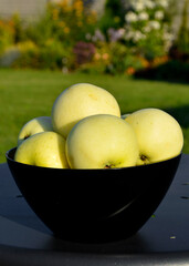 żółte jabłka w szkalnej misce na tle ogrodu, dojrzałe jabłka wczesne w czarnej misce na stoliku w ogrodzie,  „Papierówka”, „Oliwka Żółta”, first apples of the season, the earliest apples in the bowl