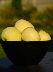 żółte jabłka w szkalnej misce na tle ogrodu, dojrzałe jabłka wczesne w czarnej misce na stoliku w ogrodzie,  „Papierówka”, „Oliwka Żółta”, first apples of the season, the earliest apples in the bowl